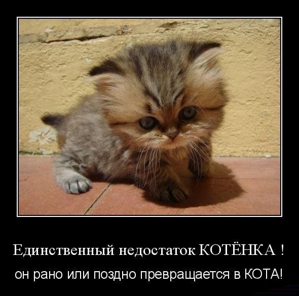 Единственный недостаток котенка