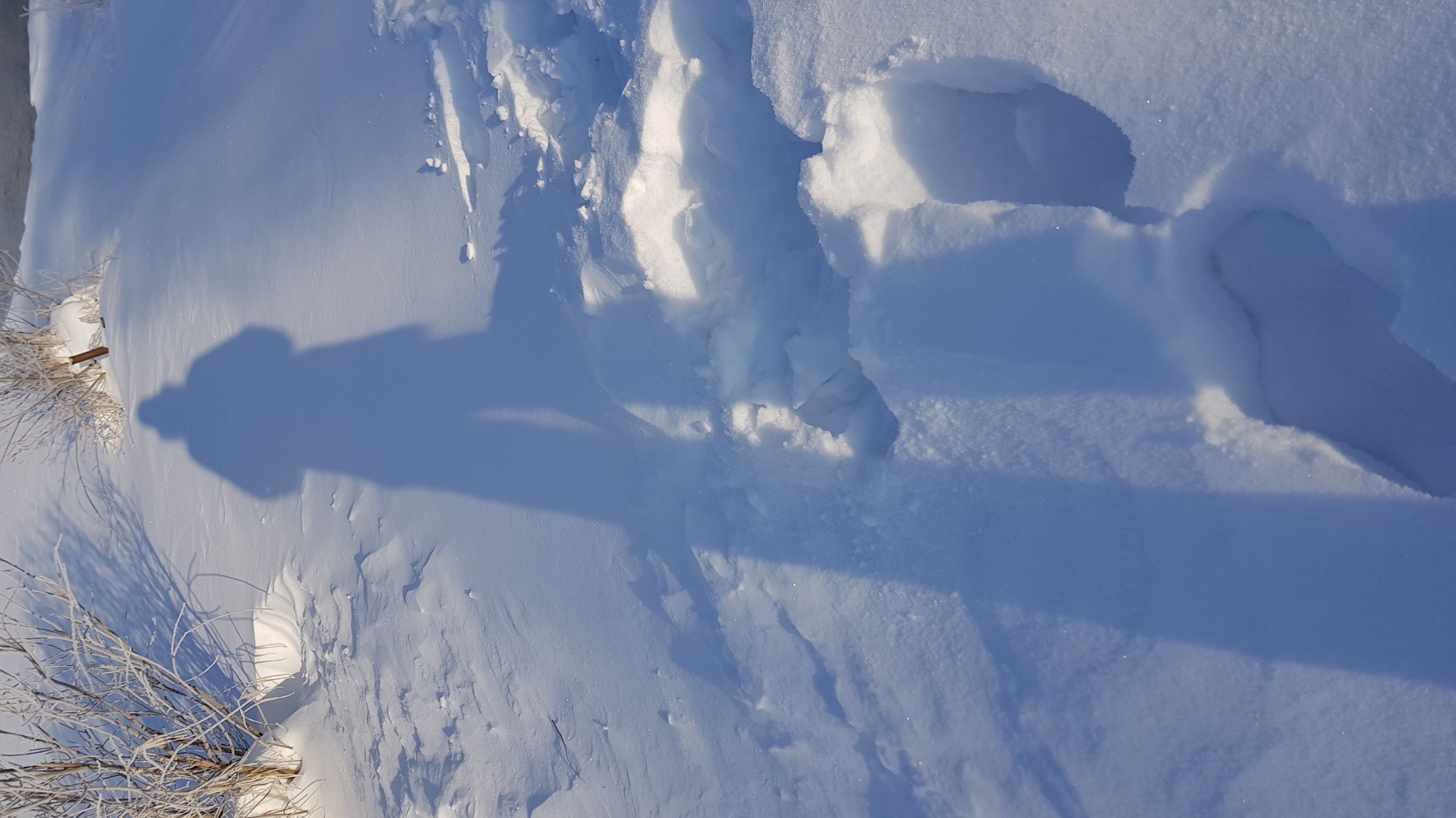 тень Сирёгина снежнодлинющая))))))