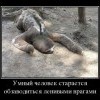 Ленивец Ленивец