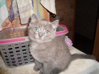 Котёнок