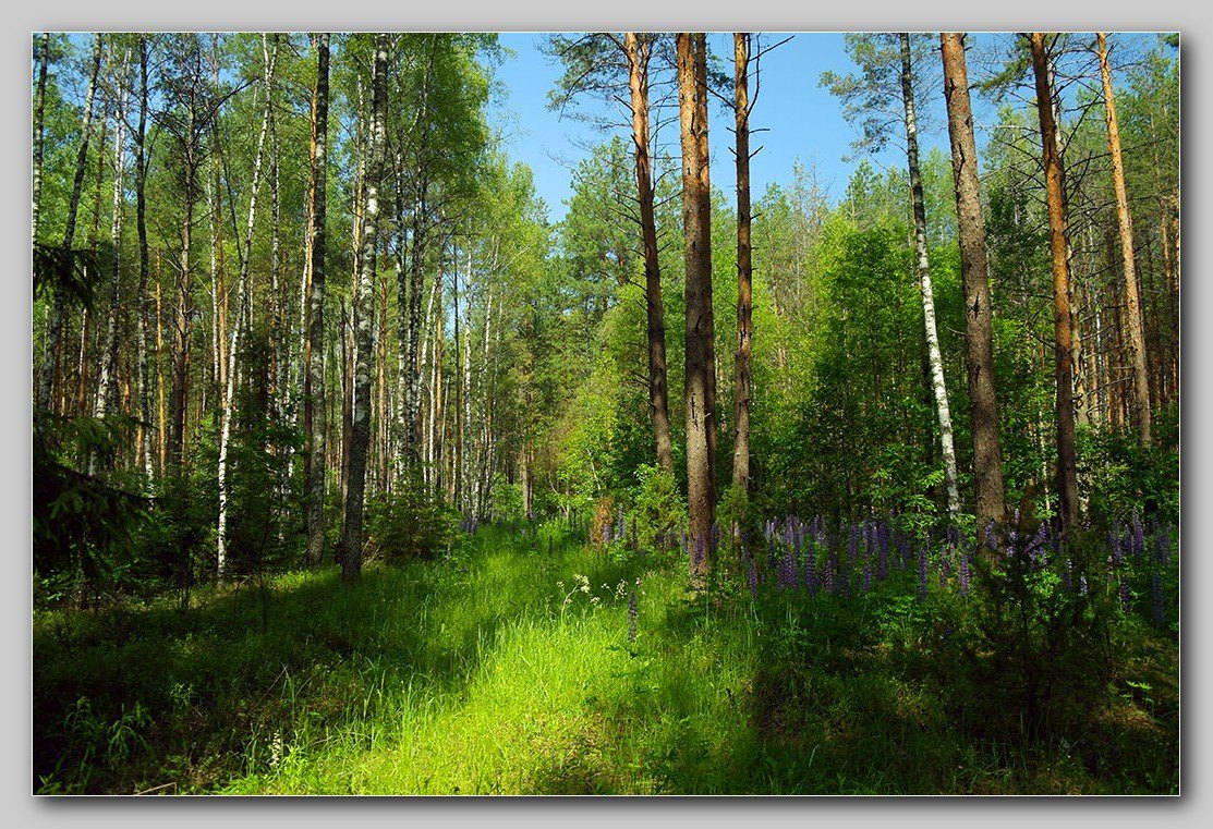 На солнечной поляночке...