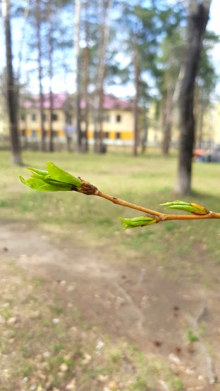 веточка))))) веточка)))))