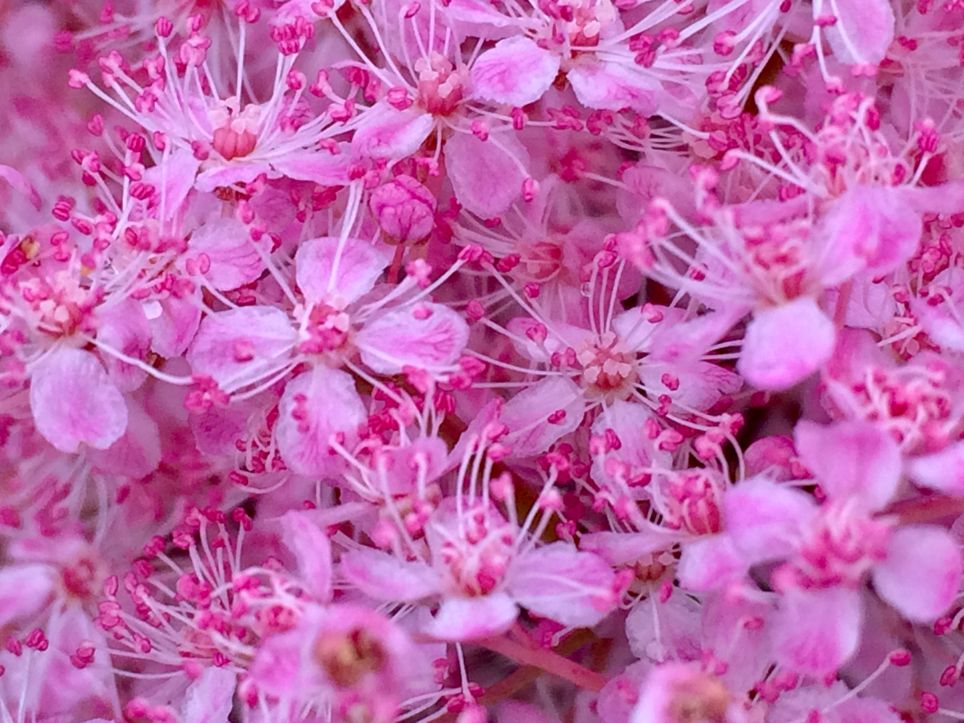 Немного розового 