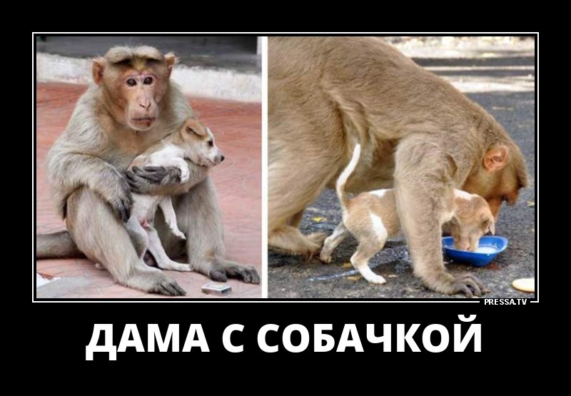 Дама с собачкой