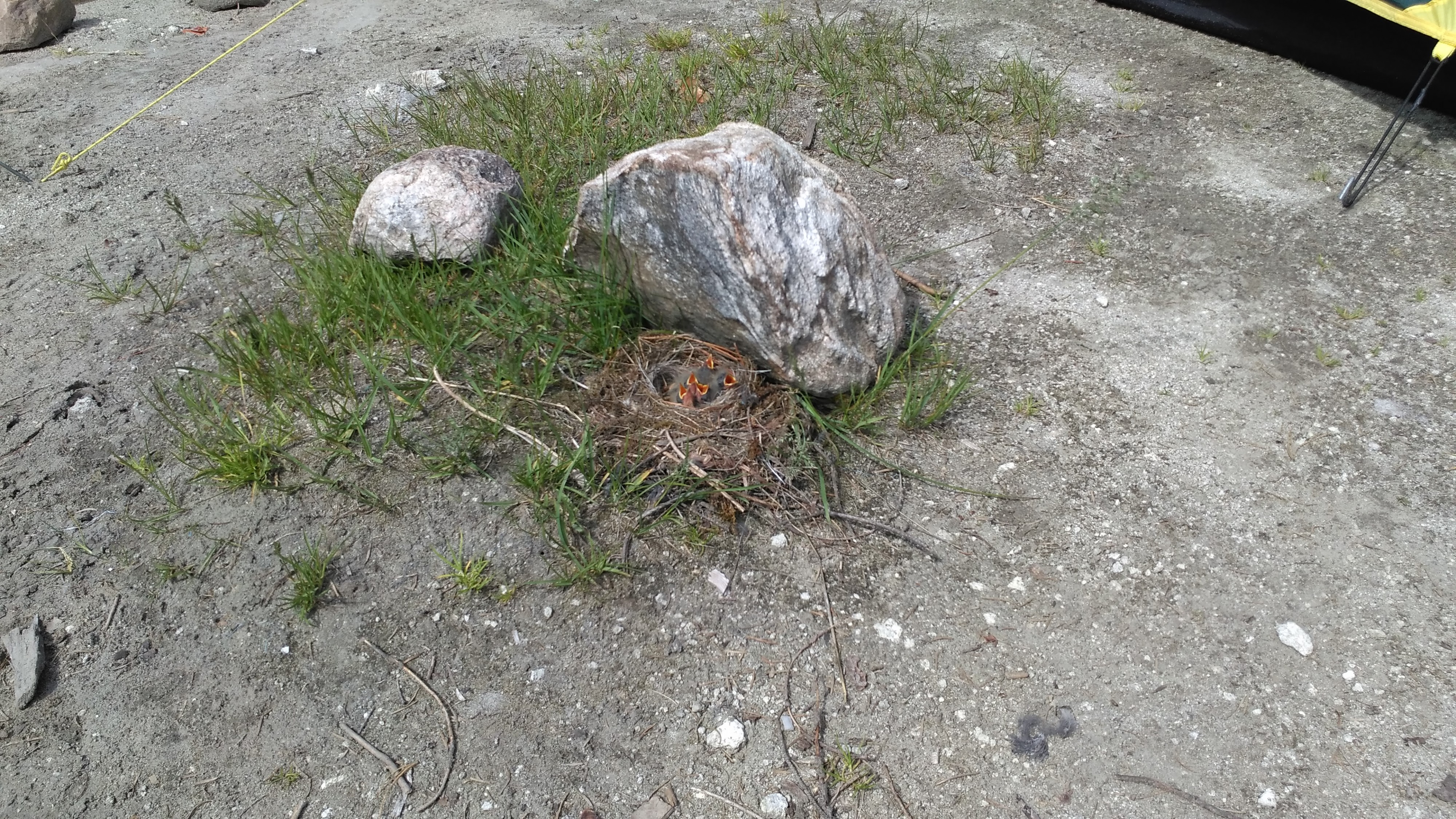 угораздило птичку свить гнездо посреди туристической поляны 