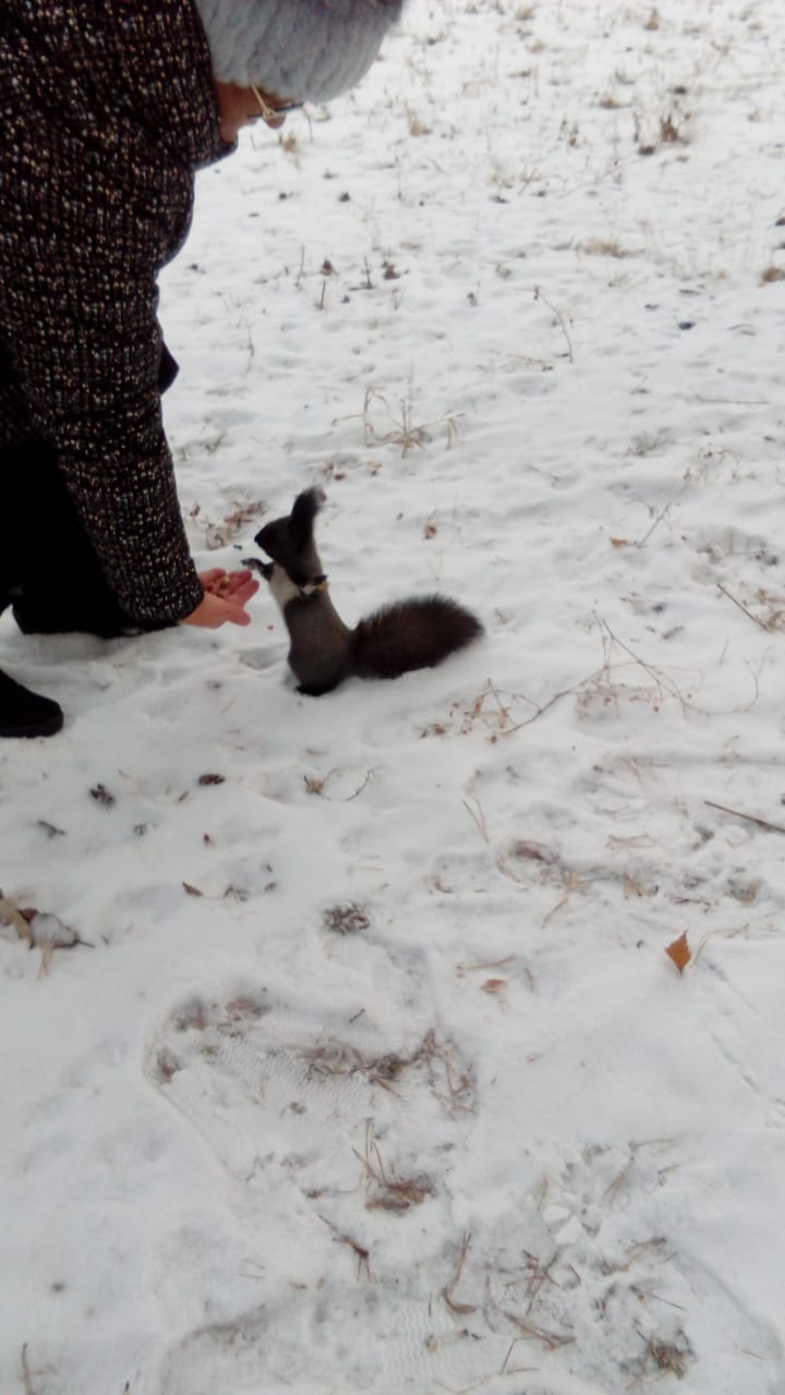 Проверка QR-кода. Проверено! Вход в парк разрешён...