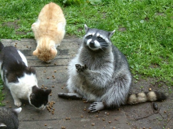 Месье, жё не манж па си жур!