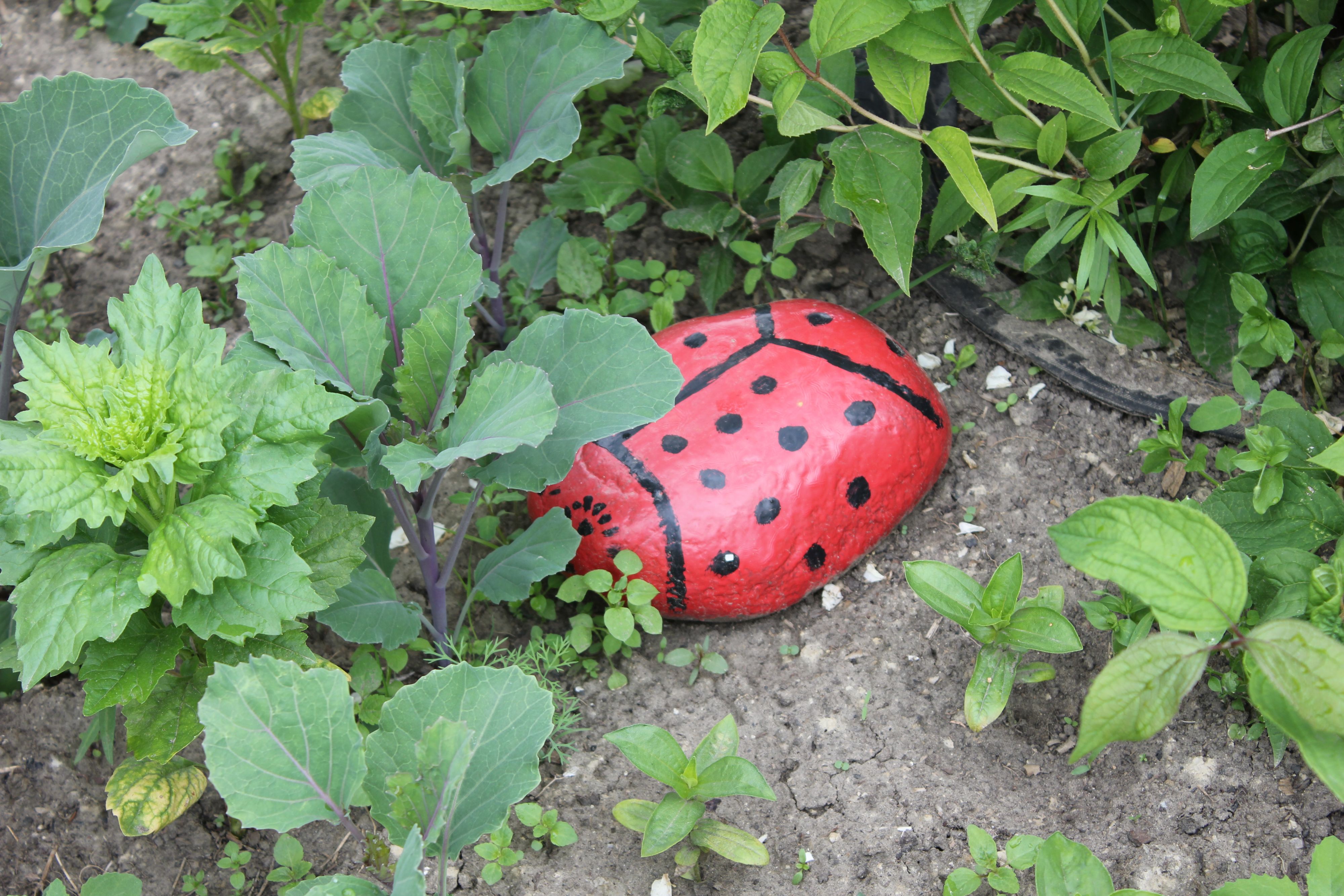 божья каровка большая