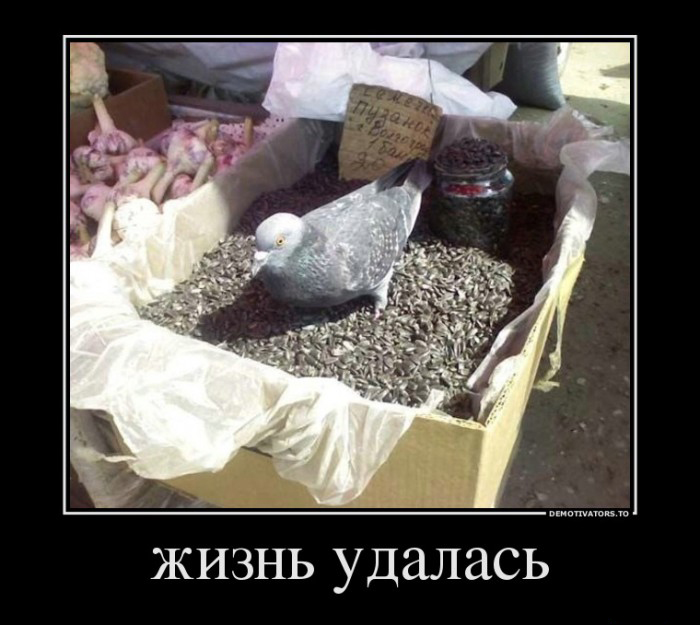 Жизнь удалась