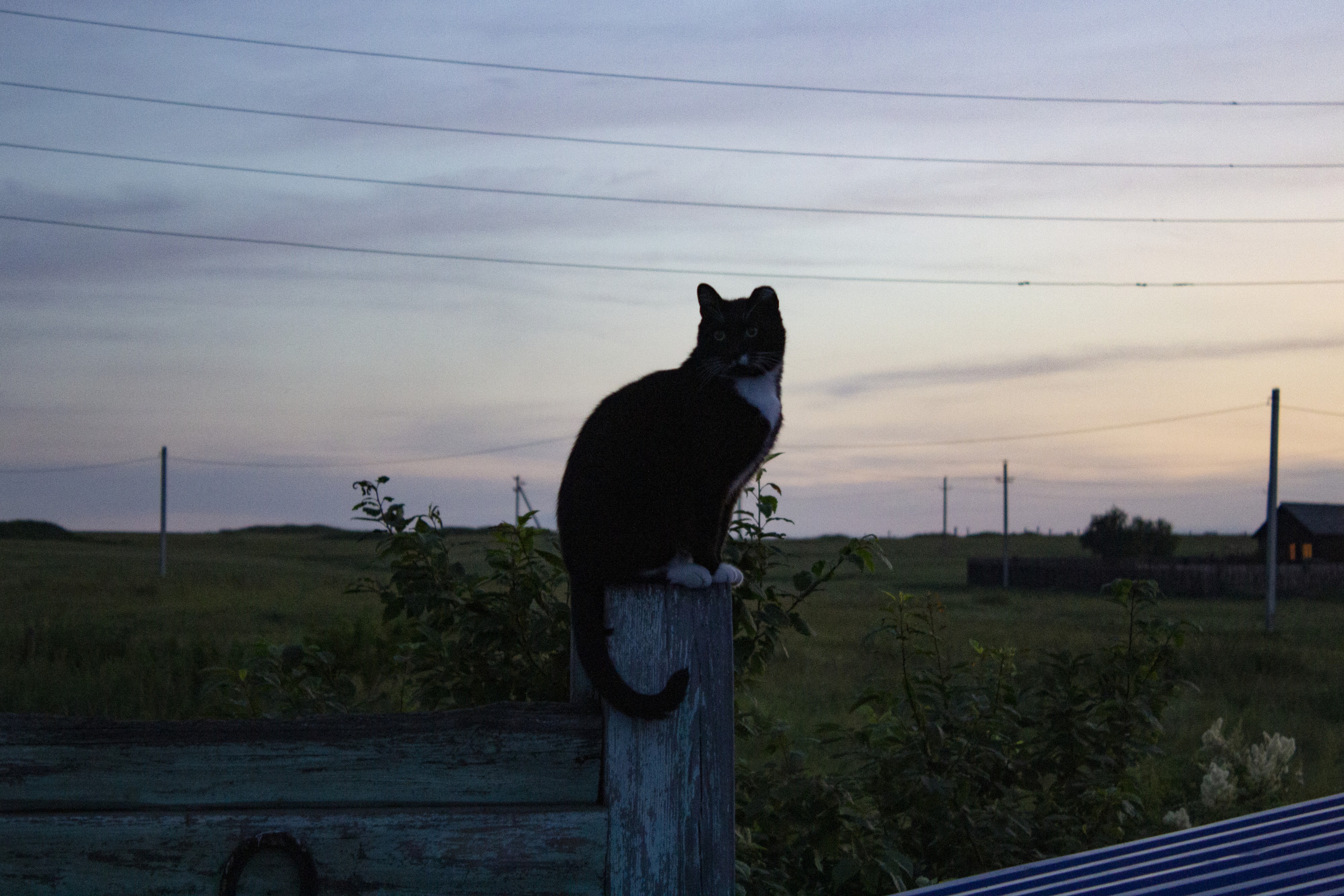 Котан настолбный