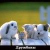 Дружбаны