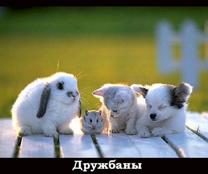 Дружбаны