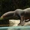 sea lion sea lion
