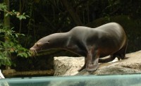 sea lion
