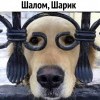 Шалом Шалом