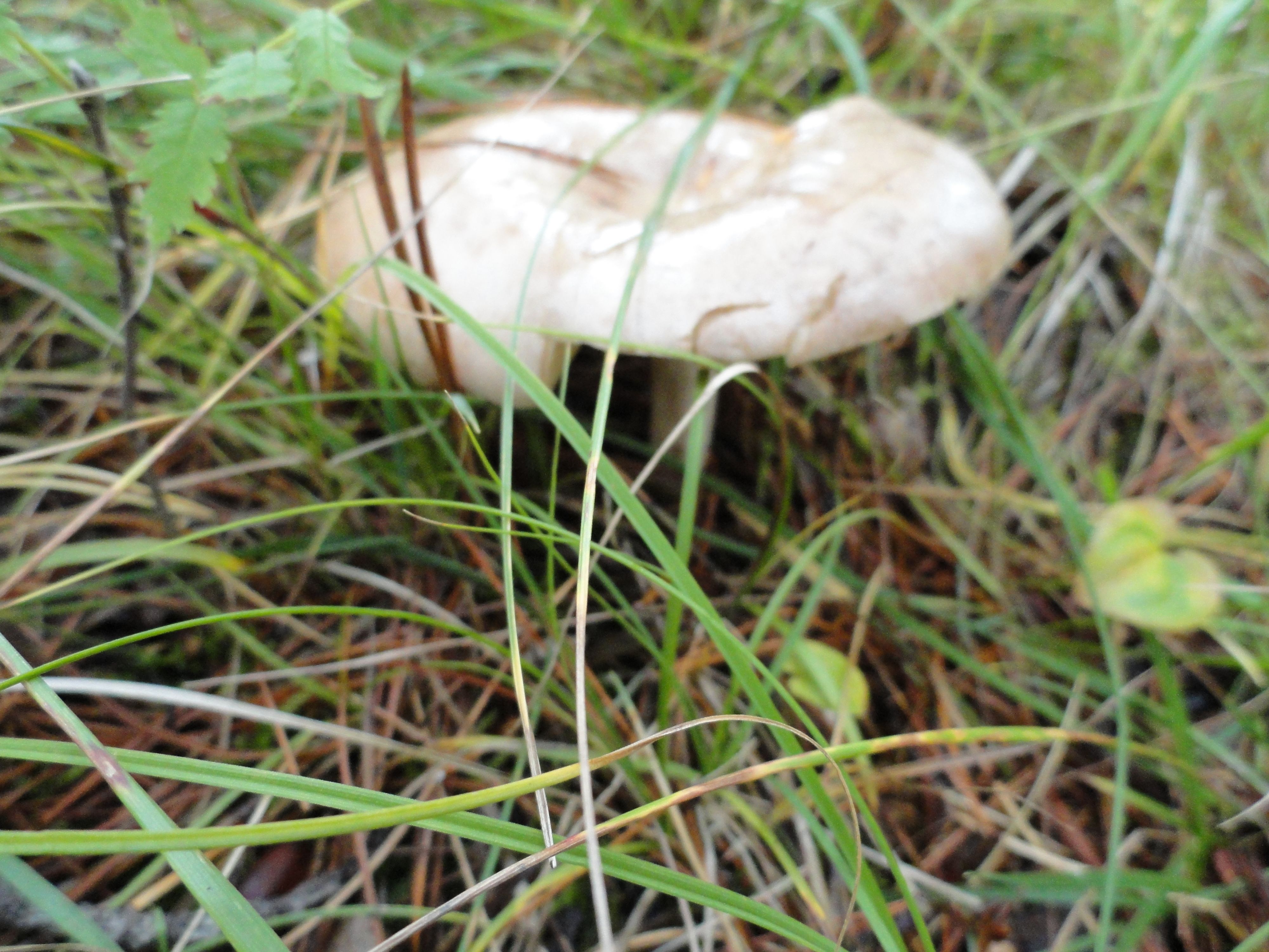DSC00716