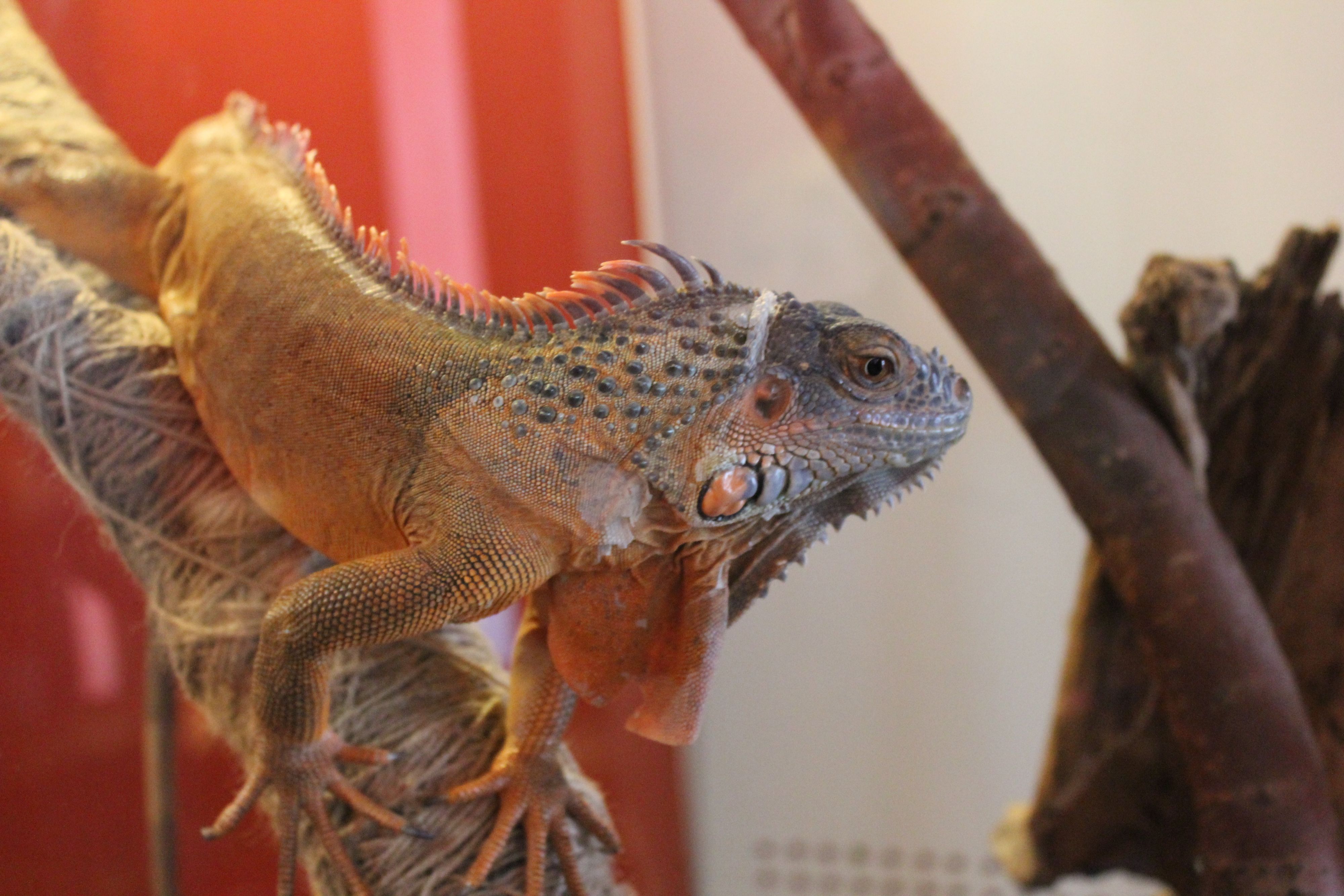 Обитатель Сущилки.