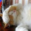 Голова болит Голова болит