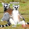 разлапзя прад))))))) разлапзя прад)))))))