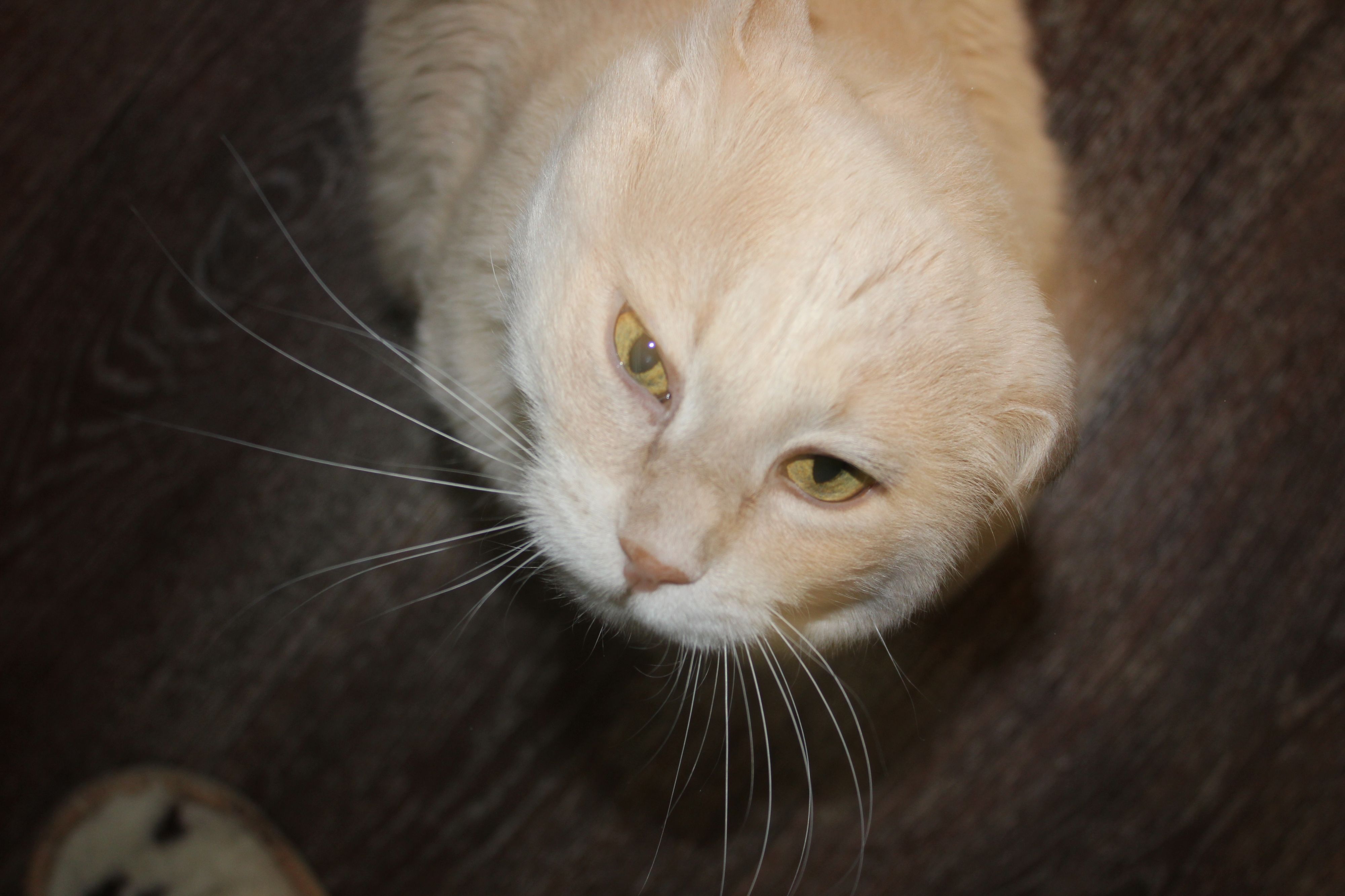 Плут,хитрый)))