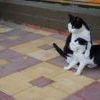 Котэ