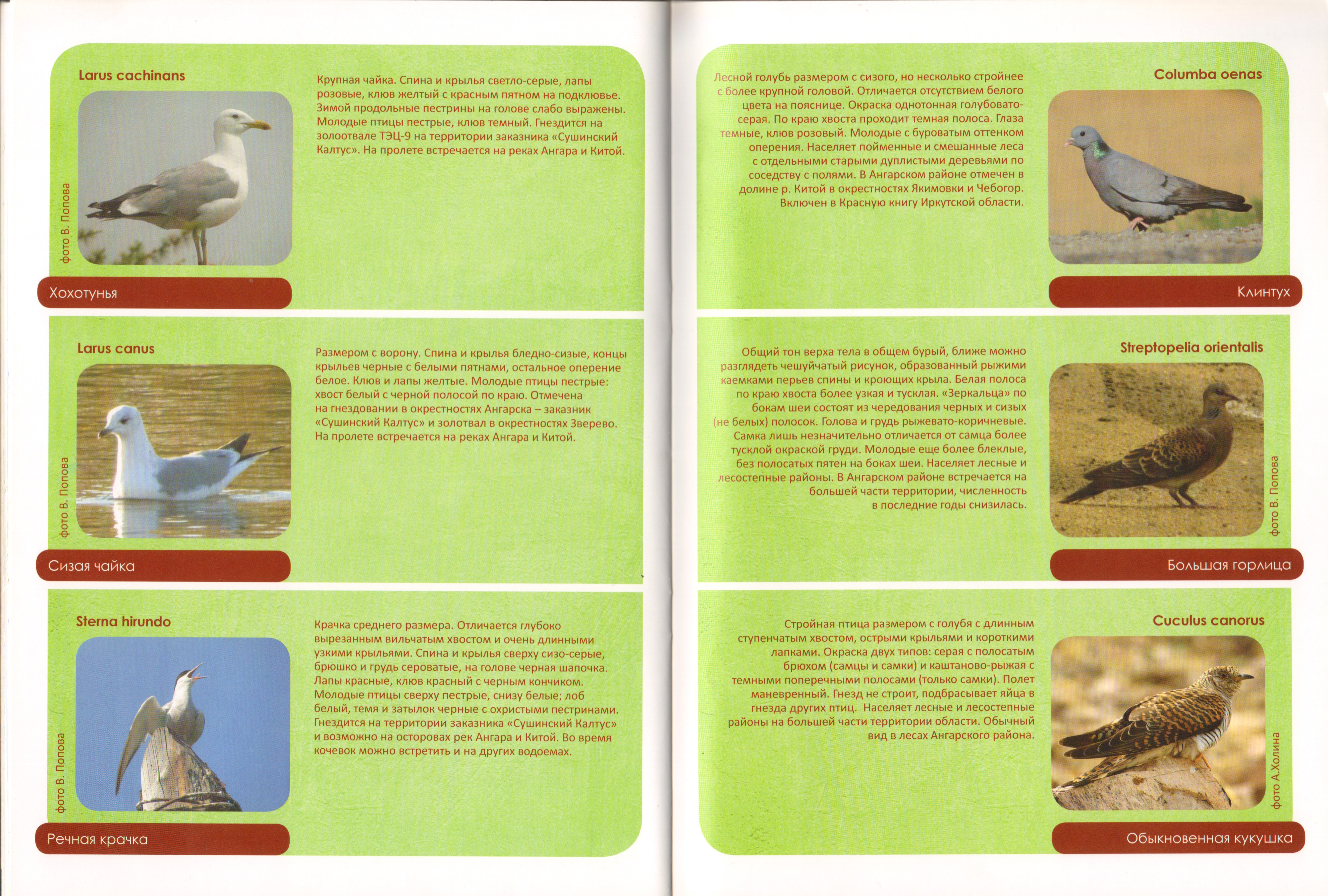 Животный мир Ангарского района 12