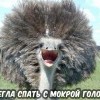 Легла спать с мокрой головой