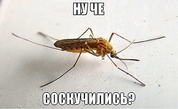 ага,соскучились