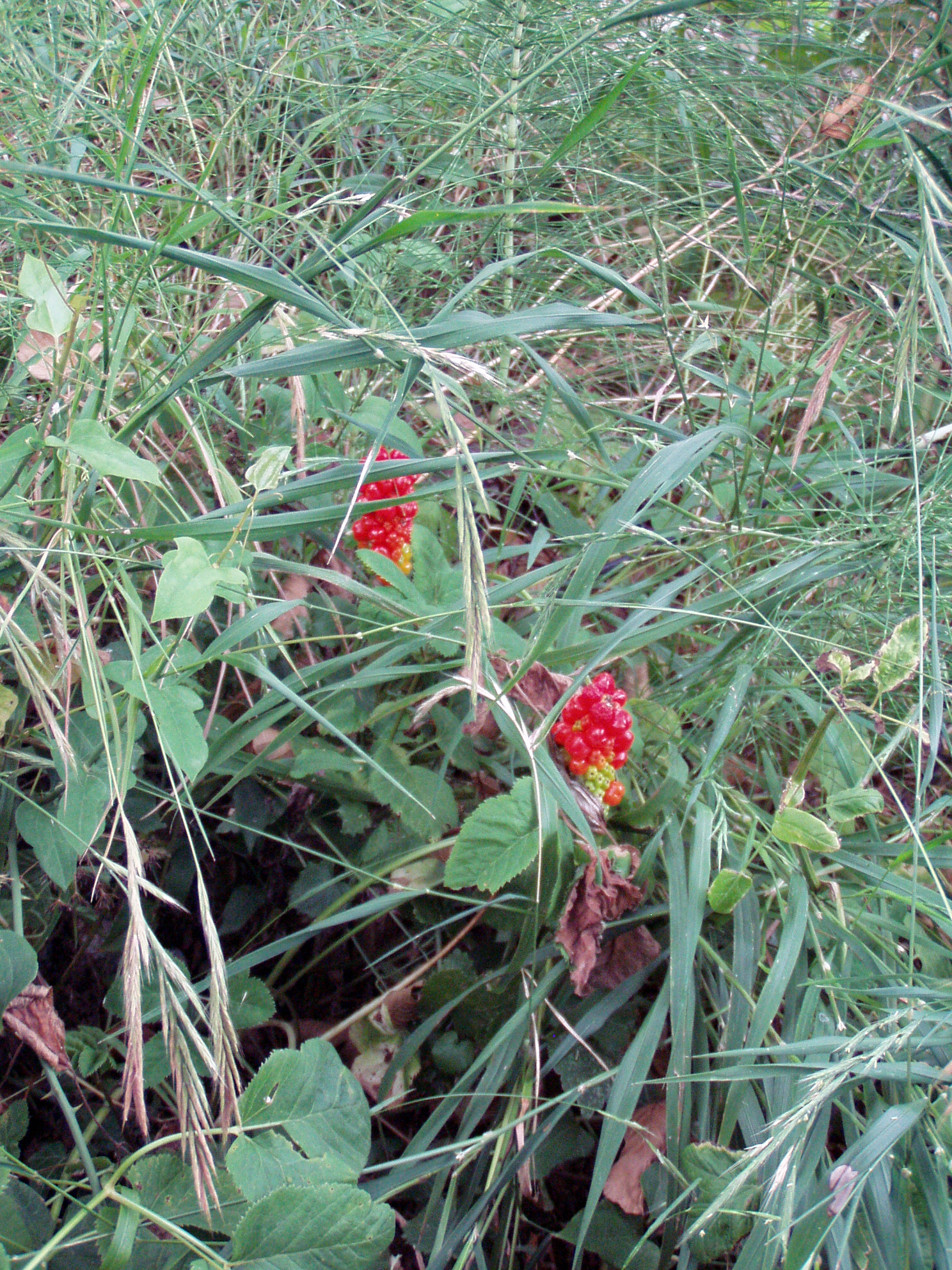 съедобное, не съедобное