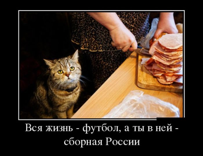 Вся жизнь-футбол