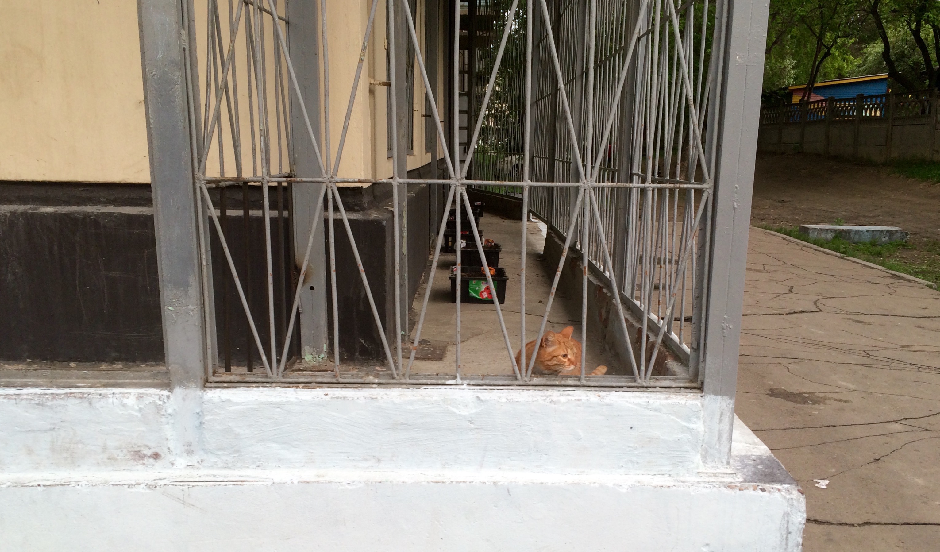 Котявка за решёткой