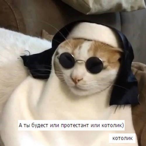 КОТолик