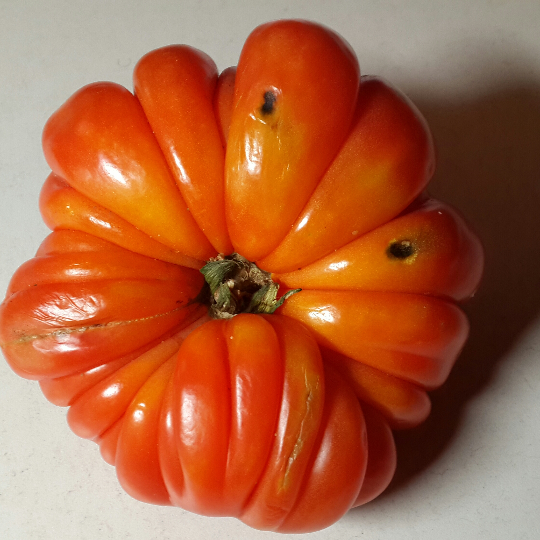 помидорка-роза, вид спереди