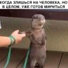 Злоба Злоба