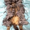 Мышинный король