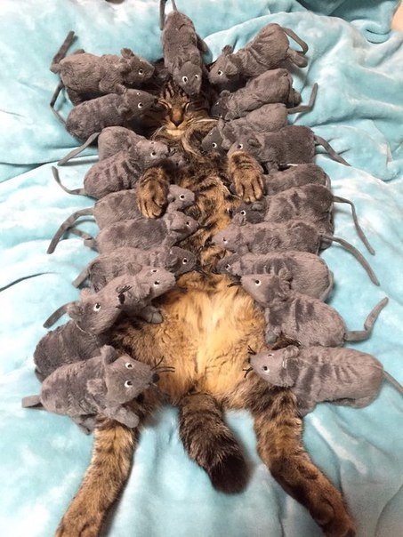 Мышинный король