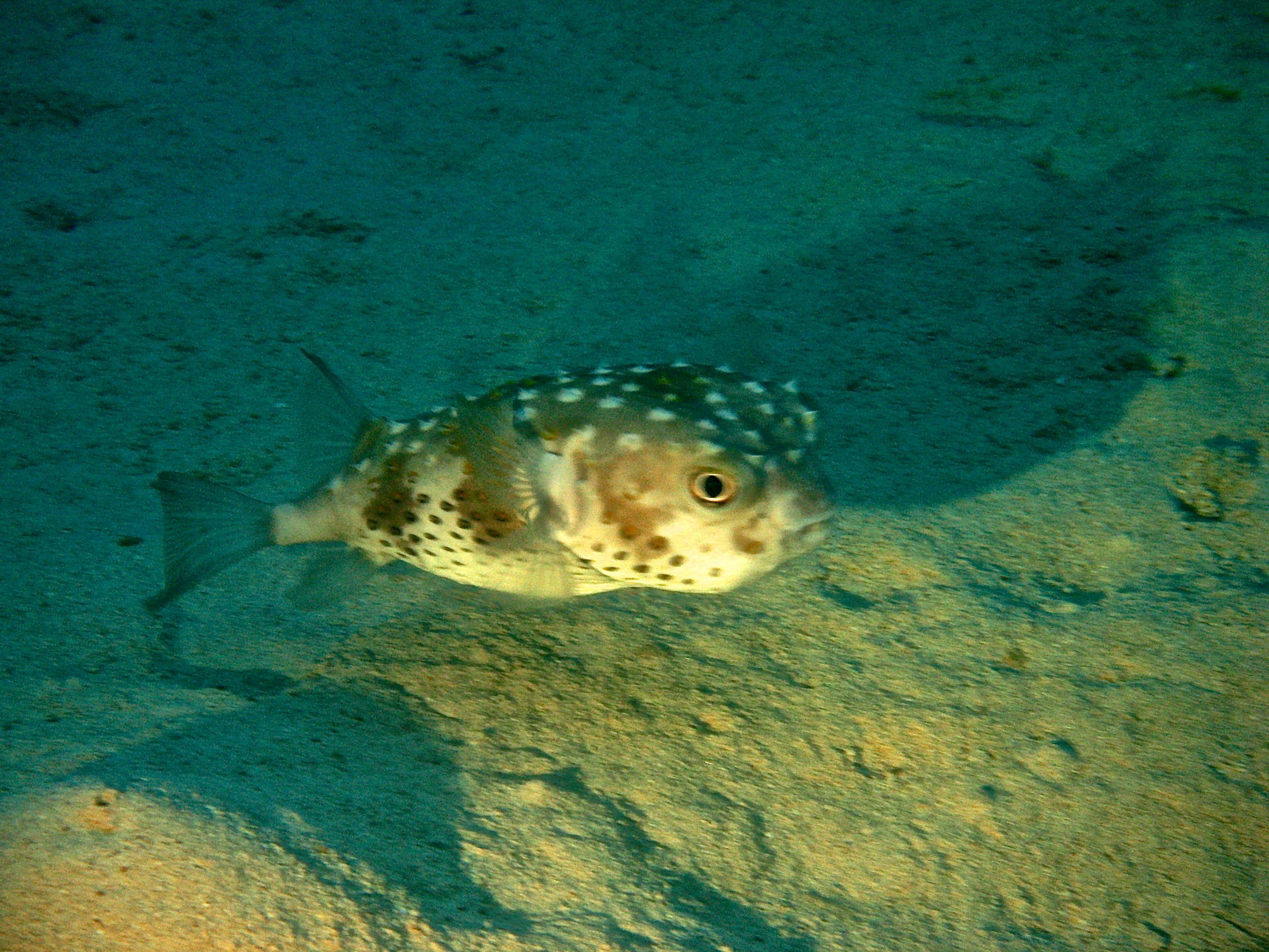 Сурьёзный рыб