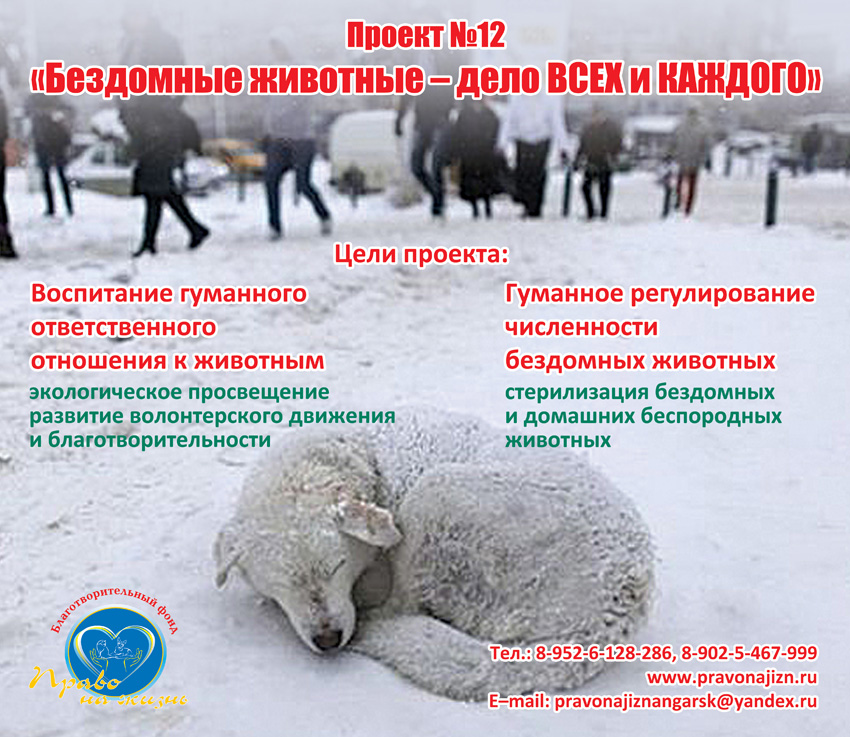 Бездомные животные - дело всех и каждого_1