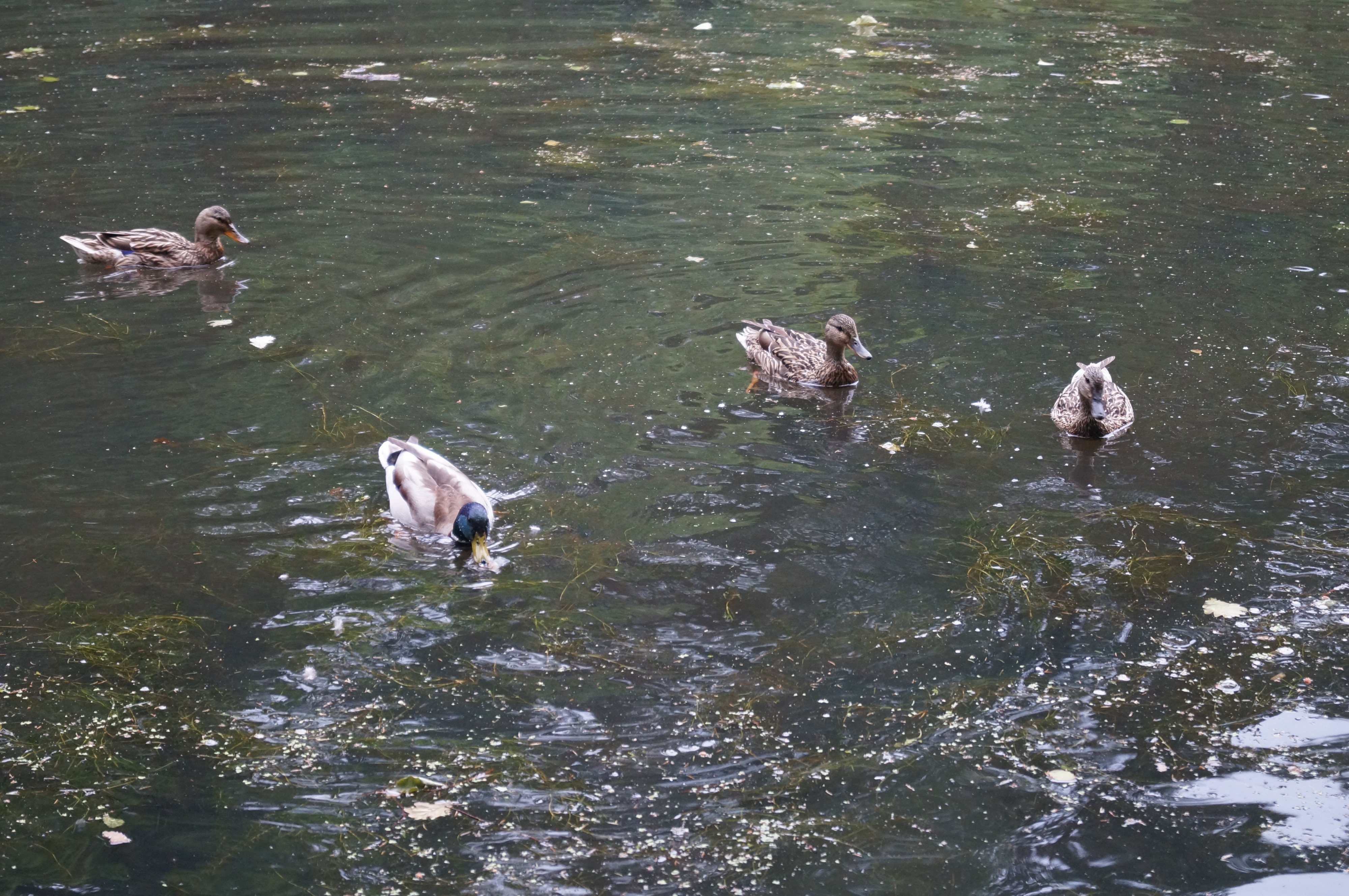 И снова утки в старом пруду, коий в графском парке
