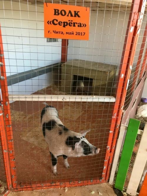 Серёга, что с тобой стало?)))))