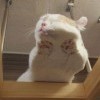 Котэ Котэ