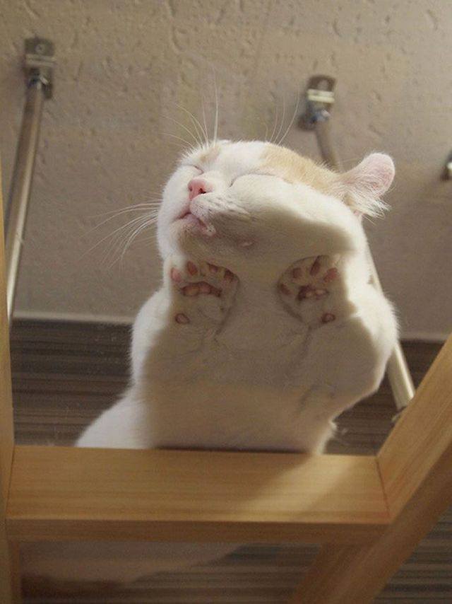 Котэ