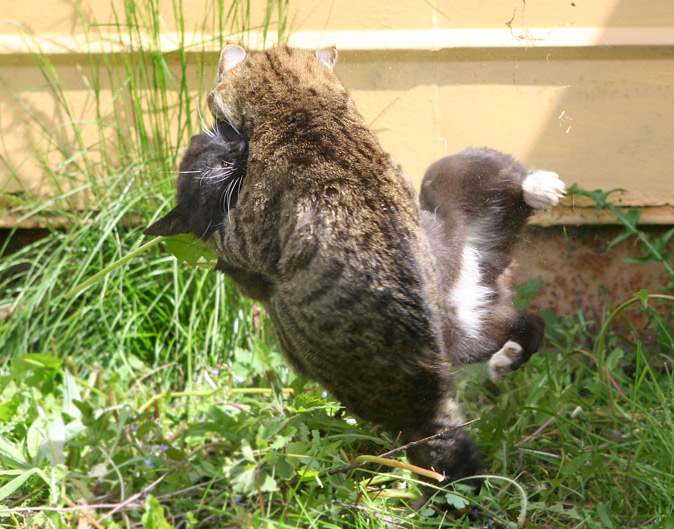 Боевое самбо