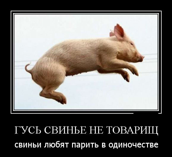 Гусь-свинье...
