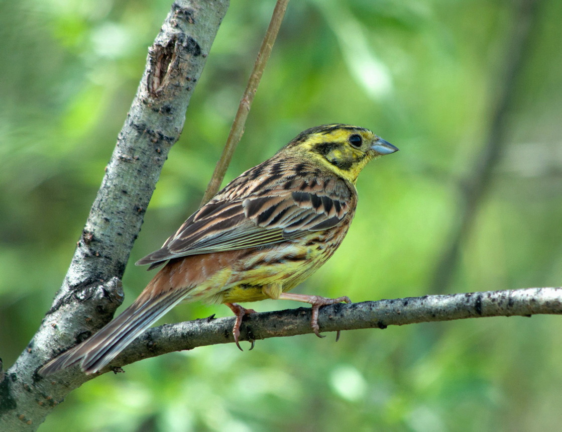 Овсянка обыкновенная 