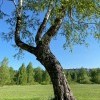 трехглавая берёза