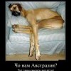 Кенгуру