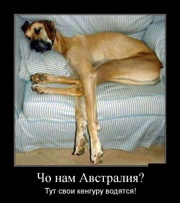 Кенгуру