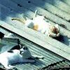 Котэ