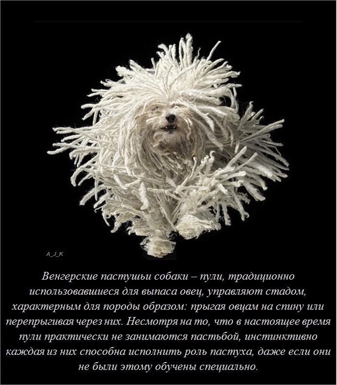 про собаку